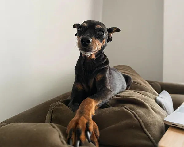 image comparison before