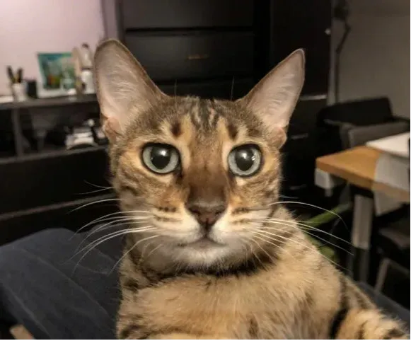 image comparison before