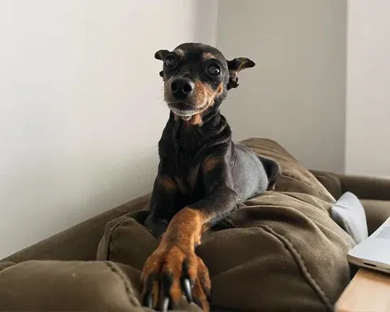 image comparison before